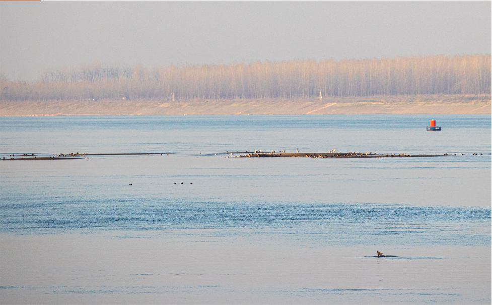 1_4长江精灵（组照） 石云波 18973072691.png