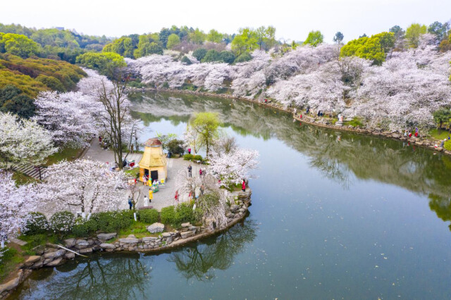 科普|一个豆荚背后埋藏的生态保护故事