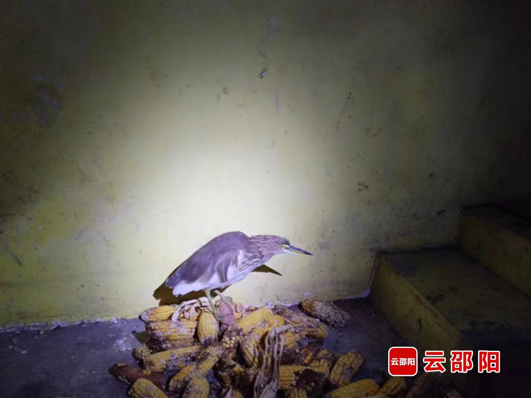 1696666617430045714.jpg 1696666617430045714.jpg