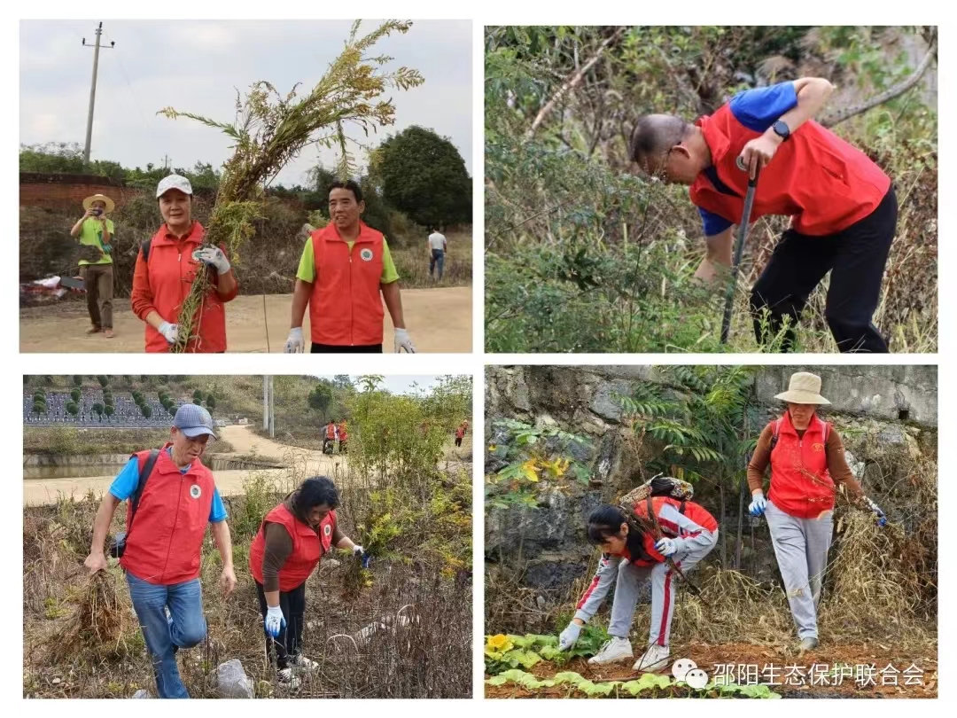 1698649458393075672.jpg 10.30邵阳一枝黄花2.jpg