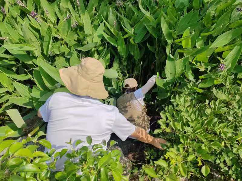 1720686807634064201.jpg 7.11株洲大队福寿螺6.jpg