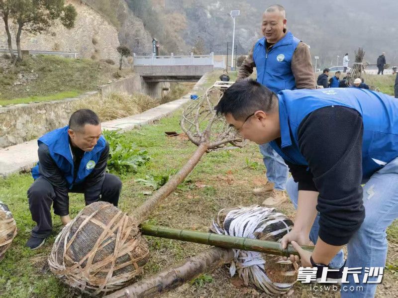 植树现场。 植树现场。